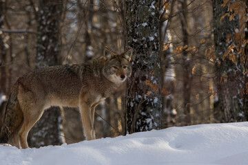 coyote (Canis latrans) in winter