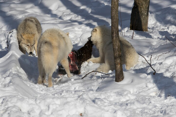 Naklejka premium arctic wolves feeding in winter