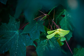 Fototapeta premium zielony owad na żółto-zielonych owocach klonu wśród ciemnozielonych liści