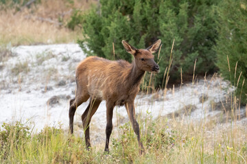 Baby Elk in Yellowstone National Park, Babies of Yellowstone