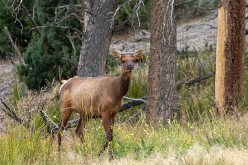 Elk in Forest in Yellowstone National Park, Wildlife of Montana