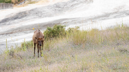 Lonely Elk in a Field in Montana, Wildlife in Summer