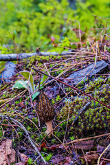 Morel mushroom growing in the forest