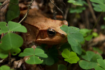 frog in the grass