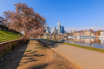 Fototapeta na wymiar Frankfurt and the river Main with parks on the banks. City skyline in sunshine. Tree with blossom and bench along the path in spring. Ships on the pier and goose on the grass