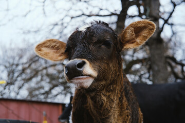 Brown head of wet calf in winter rainy weather.