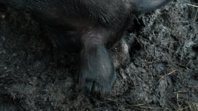Wild pigs in the pen. Wild hogs rooting in the mud