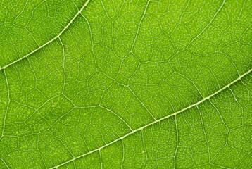 Broad leaf close up detail