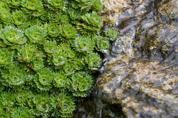 Compact alpine plant next to water