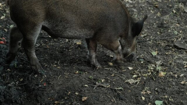 Wild pigs in the pen. Wild hogs rooting in the mud