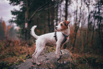 Cute Parson Russell Terrier Autumn Portrait