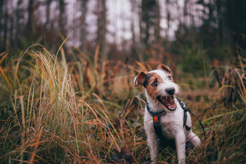 Cute Parson Russell Terrier Autumn Portrait