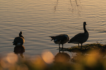 Three Canada geese (Branta canadensis) meet at the water's edge of a peaceful lake at sunset with yellow leaves bokeh in the foreground.