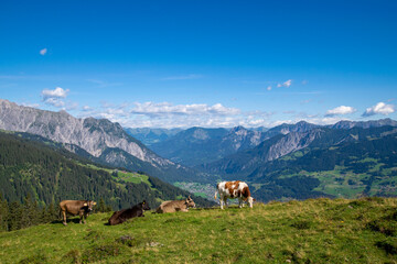 Obraz premium cows in the mountains