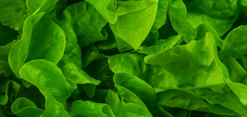 green lettuce leaves with visible details. background or texture