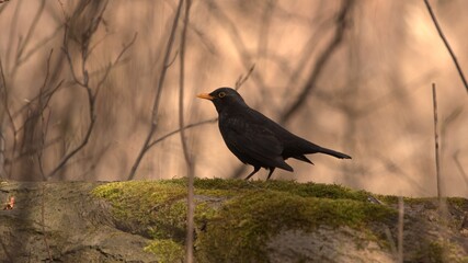 blackbird lookings food on the moss in forest