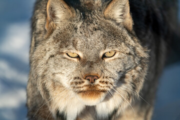 A stunning Canadian lynx with face in full frame focus and partial body showing in our of focus background. Full face staring directly at camera. 