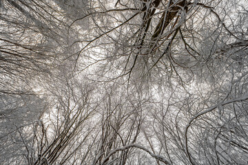 Winterliche weiße Baumkronen in einem Wald mit Blick Richtung Himmel