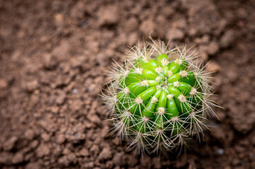 cactus - 403320945