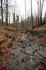Stream in Little Straconka, Little Beskids, Bielsko-Biala, Poland