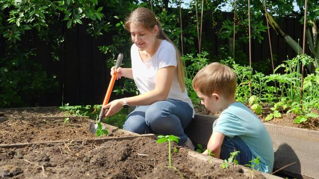 Cute little boy helping his mother planting organic vegetable sprouts and digging holes in soil at garden bed with small toy shovel