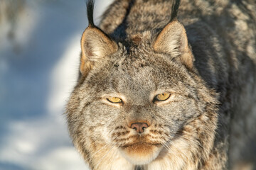 One, single, alone Canadian lynx staring directly at camera with yellow orange bright eyes in full daylight during winter with snow out of focus. 