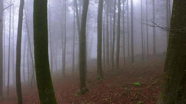 Foggy wood with beech trees. Beautiful movement through thick fog in the forest.