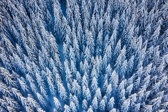 Snow covered pine forest in Austria during freezing cold temperatures in winter. Aerial photography view in the winter wonderland.
