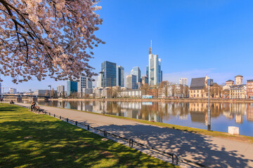 Park on the banks of the Main in Frankfurt. Trees with blossoms in spring. High-rise buildings in...
