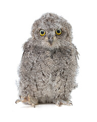 Baby small duke owl