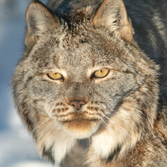 A stunning and beautiful Canadian Lynx seen in northern Canada, Yukon Territory. Taken in winter time with snow in background, out of focus. 
