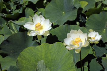 Beautiful white water lilies surrounded by green leaves