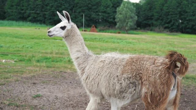 White llama in wild zoo, close to nature lifestyle