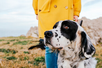 black and white purebred english setter dog being walked by unrecognizable person in yellow coat.