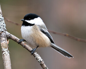Chickadee Stock Photos. Close-up profile view on a tree branch with a blur background in its environment and habitat, displaying grey feather plumage wings and tail, black cap head. Image. Picture. 