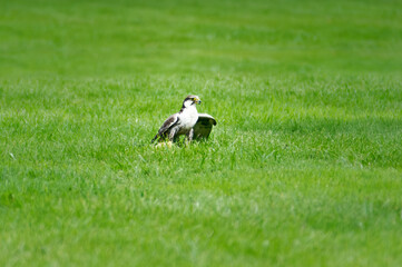 Oiseau, faucon pèlerin, isolé