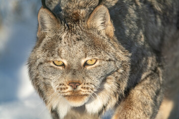A Canadian lynx seen in wilderness, natural landscape with full face directly staring at camera in complete focus. 