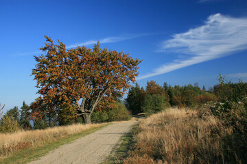 Road in the autumn forest, Magurka peak, Little Beskids, Poland