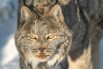 Naklejka na ściany i meble A Canadian lynx seen in wilderness, natural landscape with full face directly staring at camera in complete focus. 