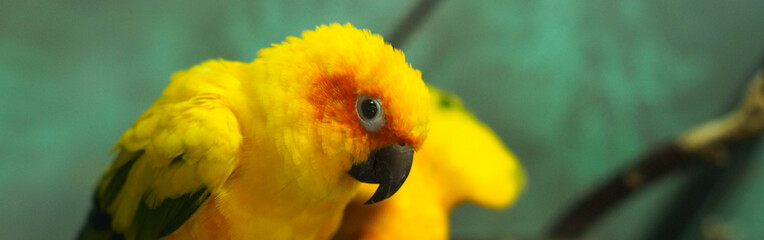 Colorful yellow parrot, Sun Conure Aratinga solstitialis, banner