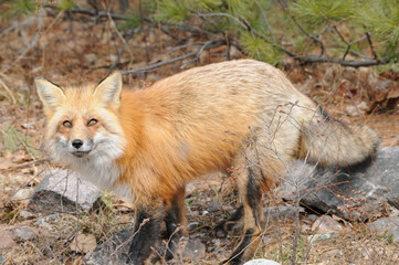 Fox stock photos. Image. Picture. Portrait. Red fox with bushy tail. Looking towards the sky in its environment and habitat. 
