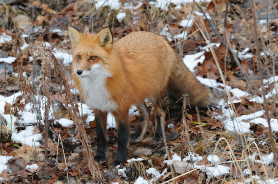 Red Fox stock photos. Red fox close-up profile view in the winter season with brown leaves and snow background in its environment and habitat. Fox Image. Picture. Portrait.