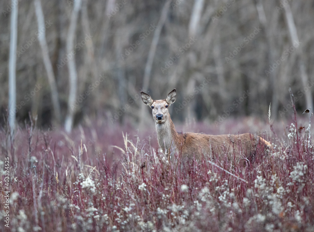 Wall mural hind (red deer female) in forest in winter time