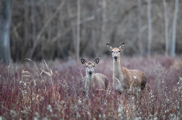Naklejka premium Two hinds (red deer female) in forest in winter time
