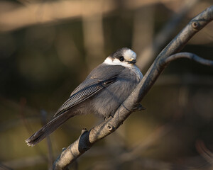 Gray Jay Stock Photo. Close-up profile view perched on a tree branch with a blur background in its environment and habitat, displaying grey feather plumage and bird tail.  Image. Picture. Portrait.
