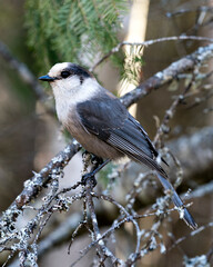 Gray Jay bird photo stock. Grey Jay close-up profile view on a birch branch with a blur background in its habitat displaying grey feather plumage wings and tail. Image. Picture. Portrait.