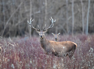 Red deer and hind in forest in winter time