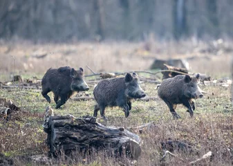 Fotobehang Group of wild boars in forest © Budimir Jevtic