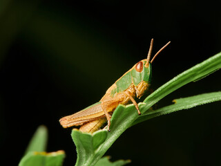 grasshopper on a leaf