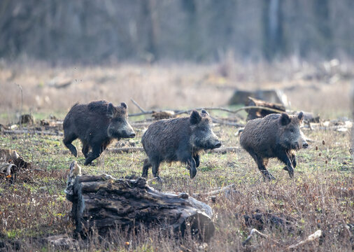 Group of wild boars in forest